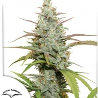 Mokum’s Tulip®